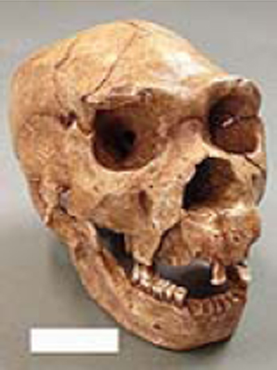 ホモ ハイデルベルゲンシスAtapuerca5