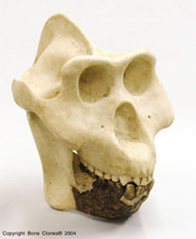 gigantopithecus blacki skull