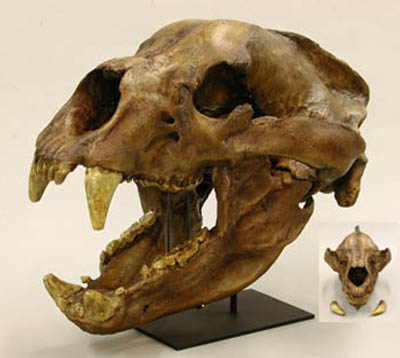 Short-Faced Bear