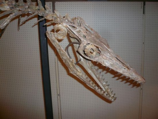 モササウルス頭骨