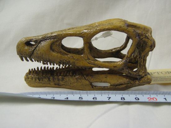 エオラプトル頭骨レプリカ