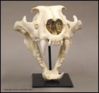 African Lion Skull BC-054